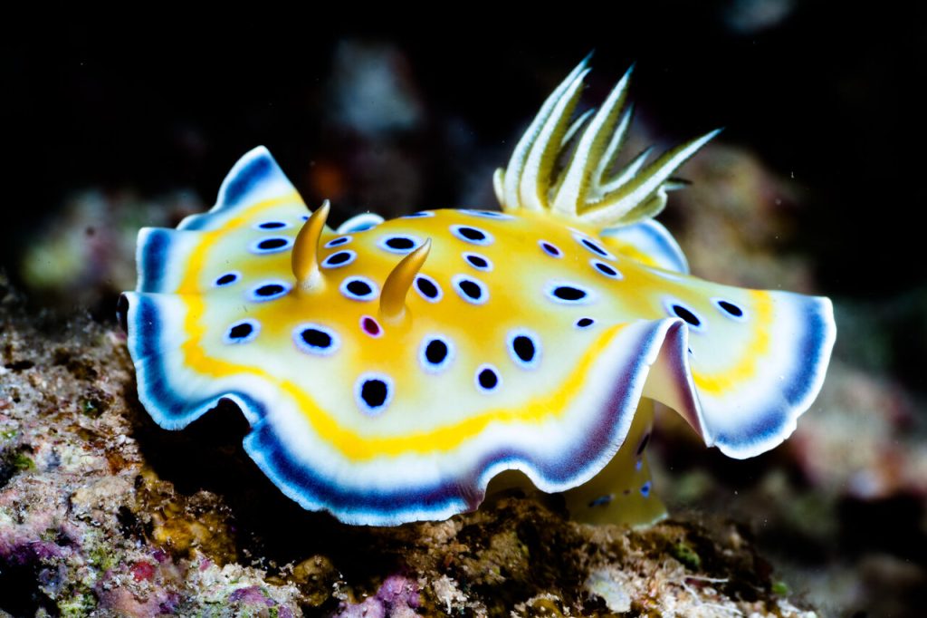Precioso ejemplar de nudibranquio doriáceo (Goniobranchus geminus)