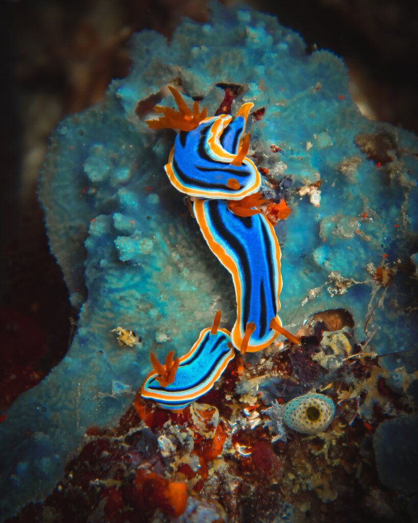 Tres ejemplares de nudibranquio Chromodoris hamiltoni