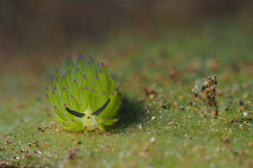 Ejemplar de Costasiella kuroshimae, una babosa de mar del orden Sacoglossa habitualmente confundida con un nudibranquio.
