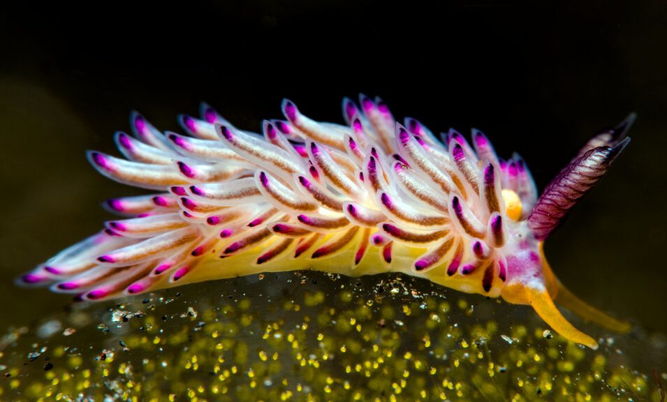 Favorinus mirabilis, un ejemplo perfecto de un nudibranquio aeolidáceo