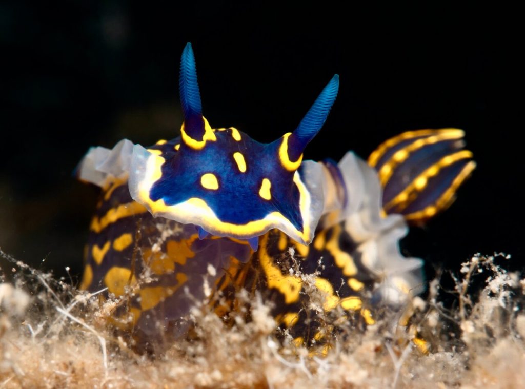 Rinóforos clatamente visibles en la parte frontal de la cabeza del nudibranquio