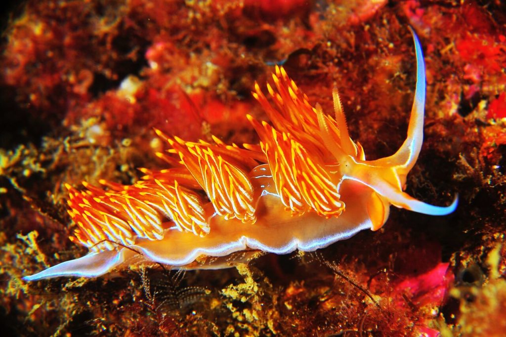Colorido ejemplar de Flabellina Affinis