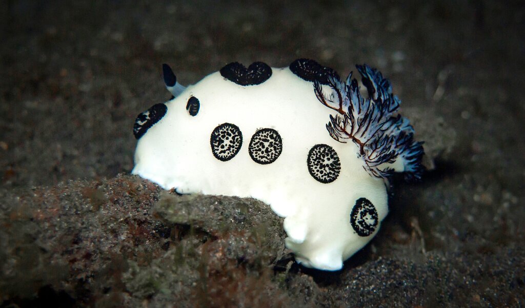 Nudibranquio vaquita suiza (Peltodoris atromaculata)
