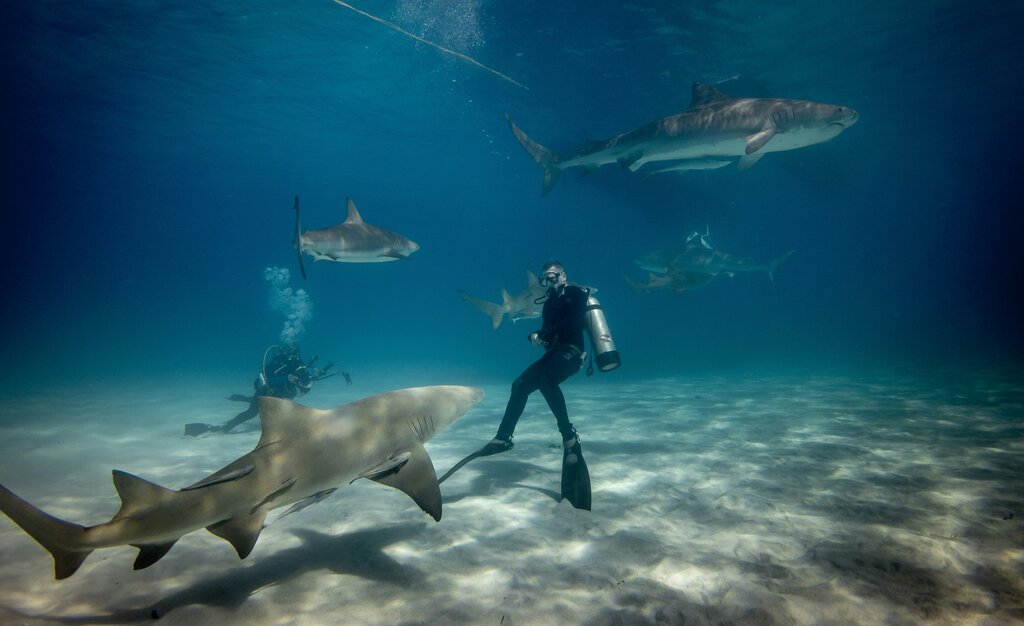 Un buceador con tiburones 
