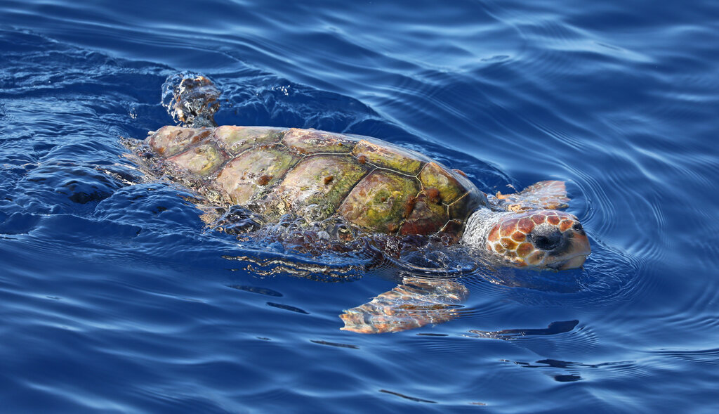 Close-up view of a Loggerhead sea turtle (Caretta caretta)
