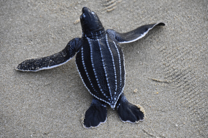 tortuga laúd, la única especie viva de la familia Dermochelyidae tortuga laúd. identificar tortugas marinas
