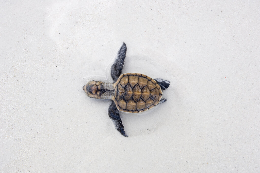 Detalle del caparazón de una tortuga marina, una característica importante para su identificación