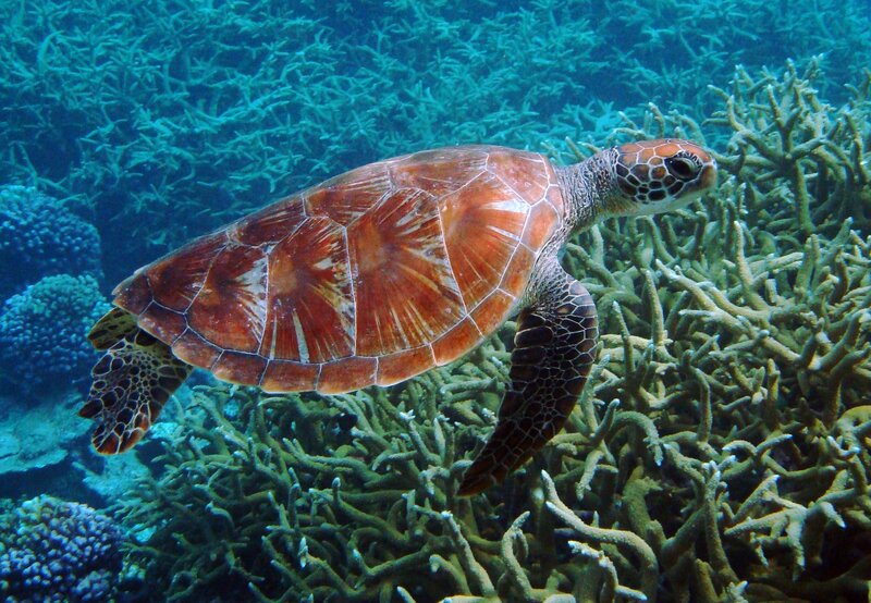 tortuga_verde_pxhere claves para identificar tortugas marinas
