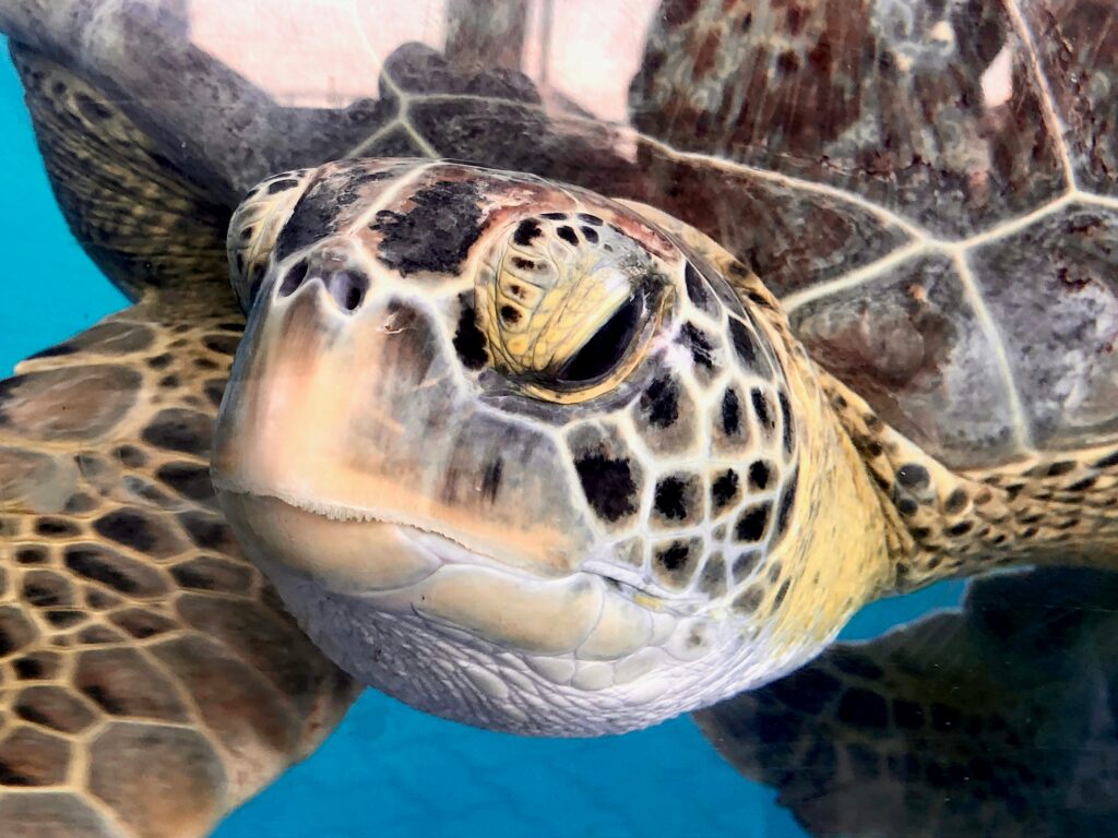 111 primer plano para identificar tortugas marinas
