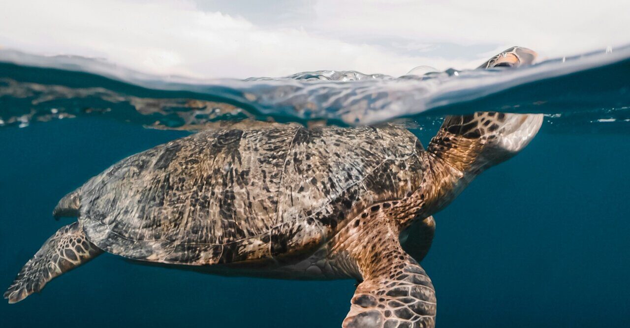 Tortuga marina en su hábitat natural, nadando en el océano.