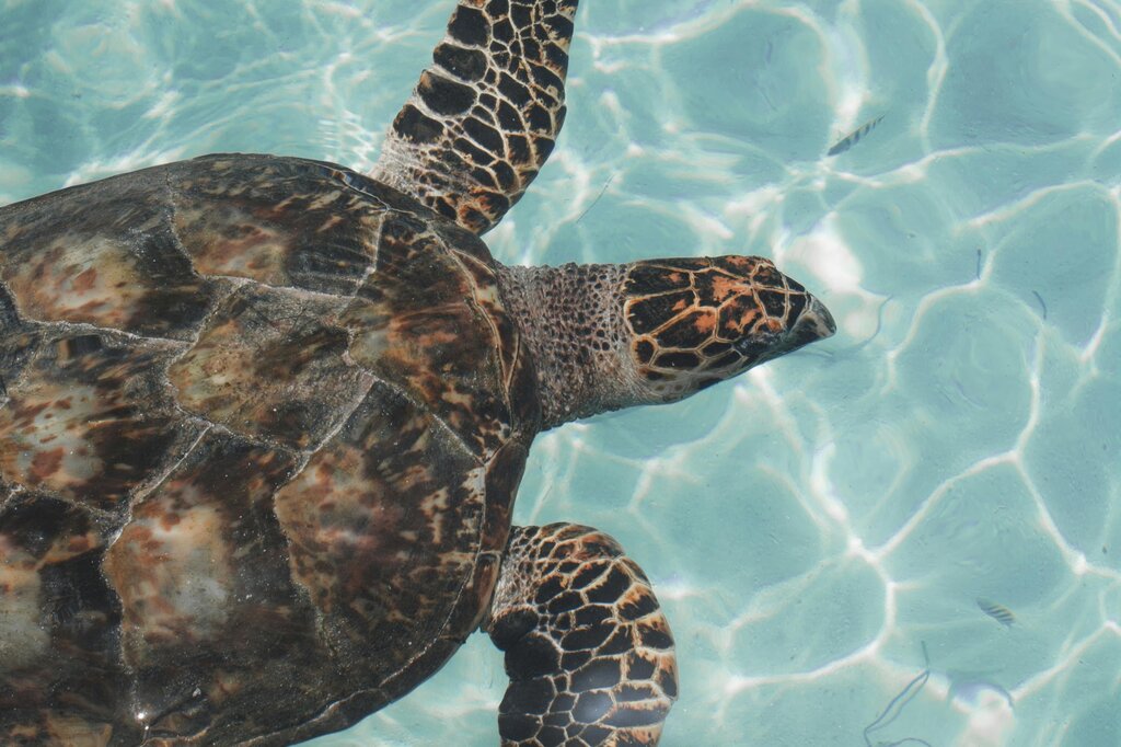 CAREY - pexels claves para identificar tortugas marinas