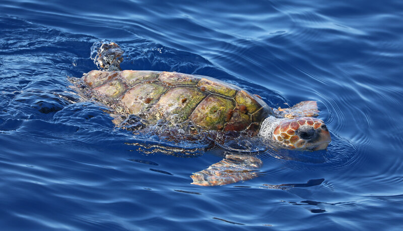 Toruga Boba claves para identificar tortugas marinas