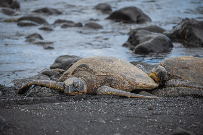 Tortuga Lora o Bastarda (Lepidochelys kempii) Tortuga marina en la playa, un comportamiento importante en la conservación de la especie.