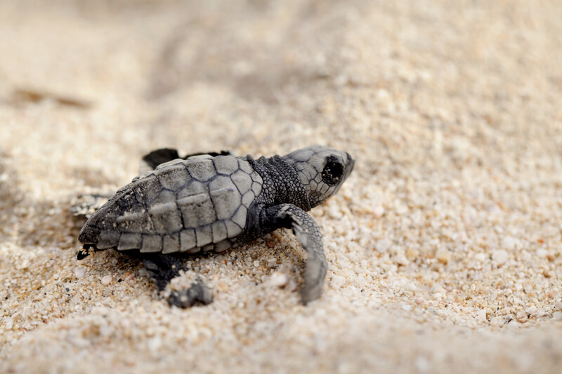 Tortuga Olivácea o Golfina (Lepidochelys olivacea) Tortuga marina en la playa, un comportamiento importante en la conservación de la especie.