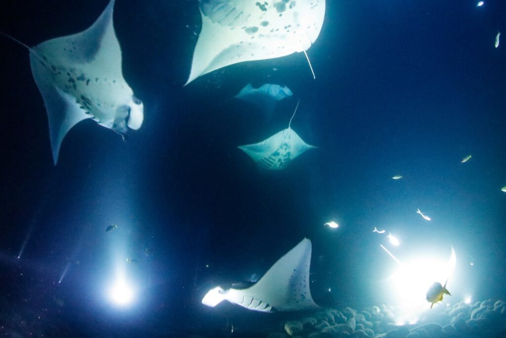 Buceadores disfrutan de un encuentro con mantas durante un buceo nocturno