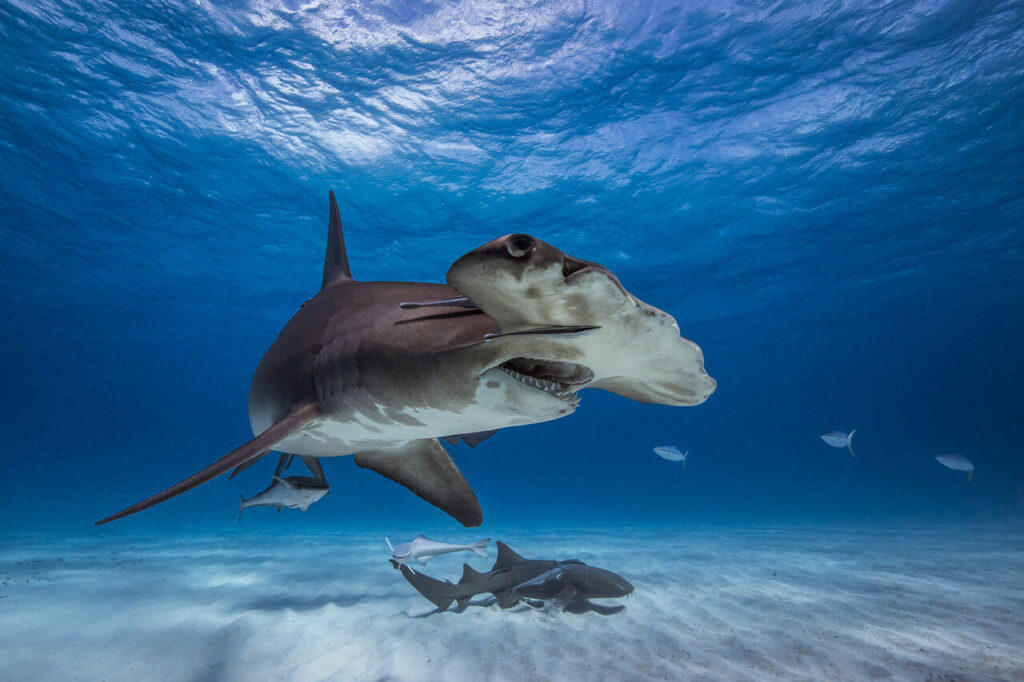 Great Hammerhead in caribbean sea