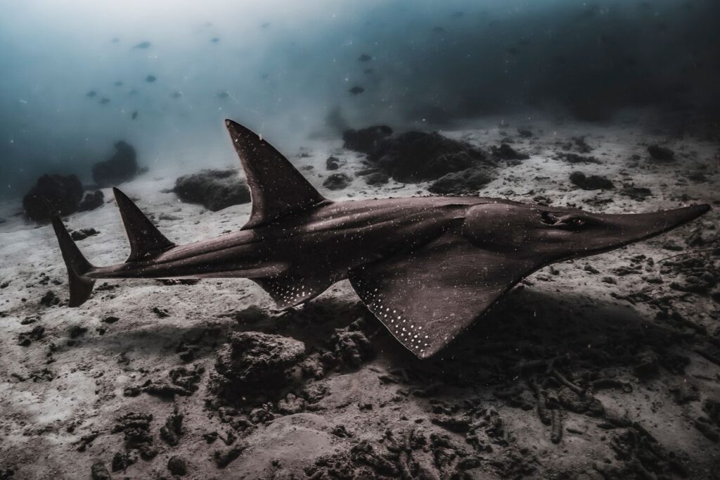 Guitar shark (ray)