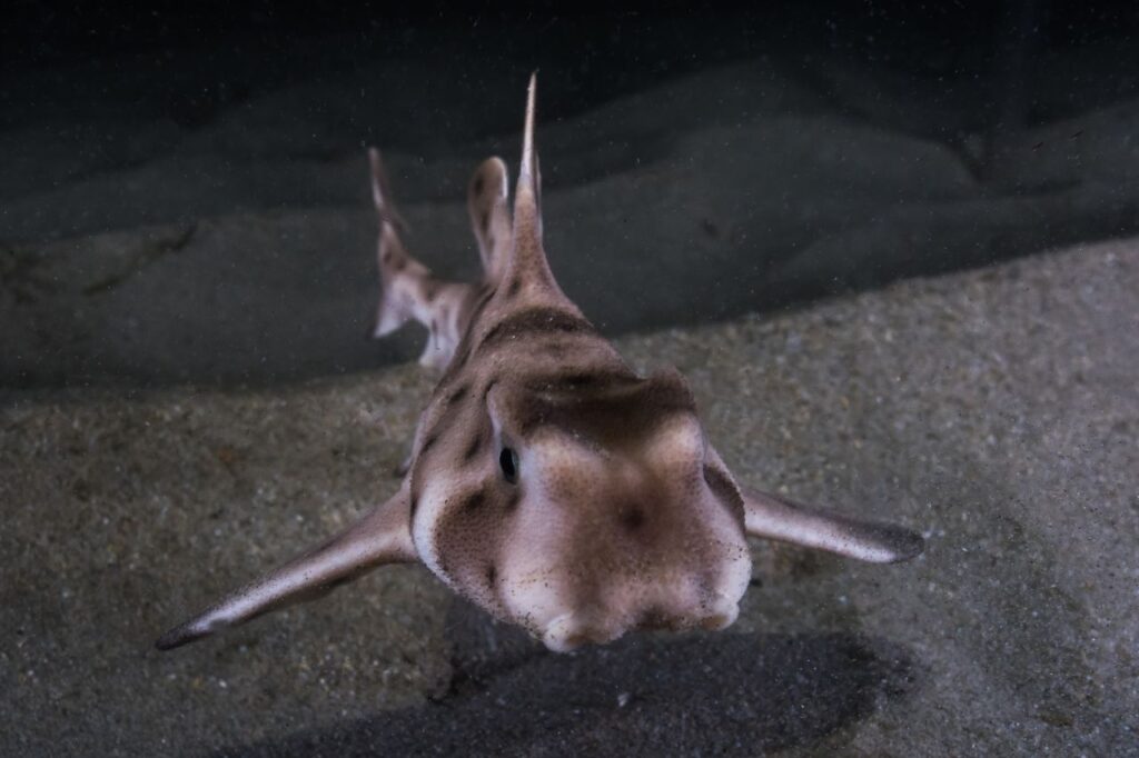 Tiburón cornudo