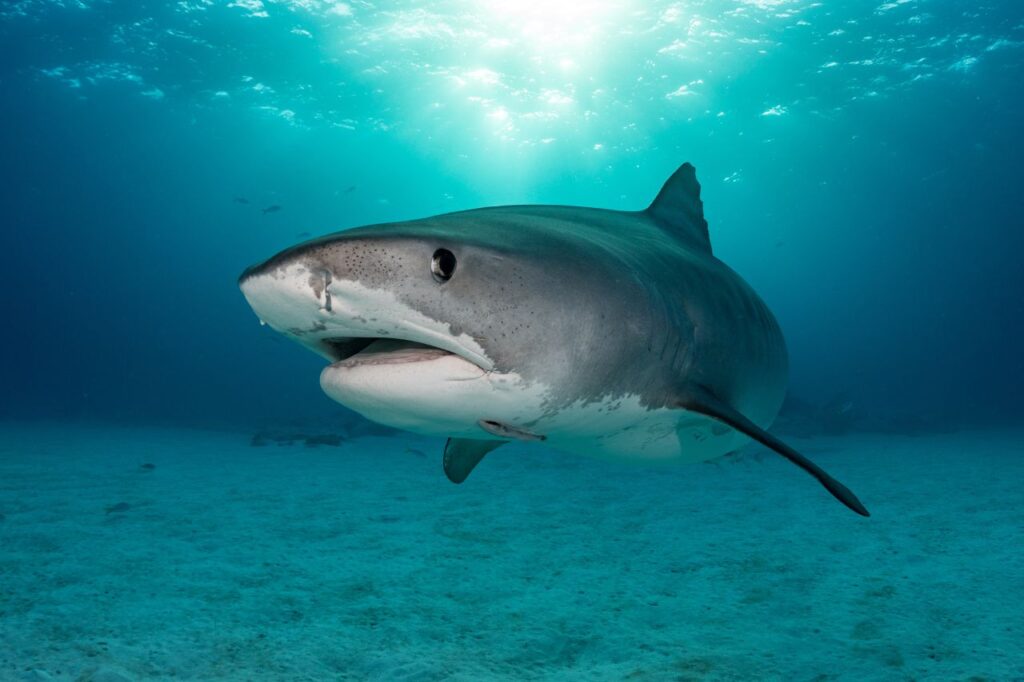Tiger shark
