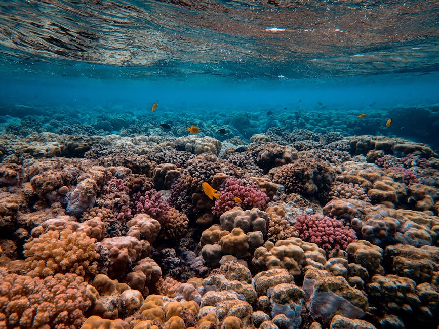 pexels-photo-3157890-3157890 Explore a breathtaking underwater coral reef, teeming with vibrant marine life and fish.