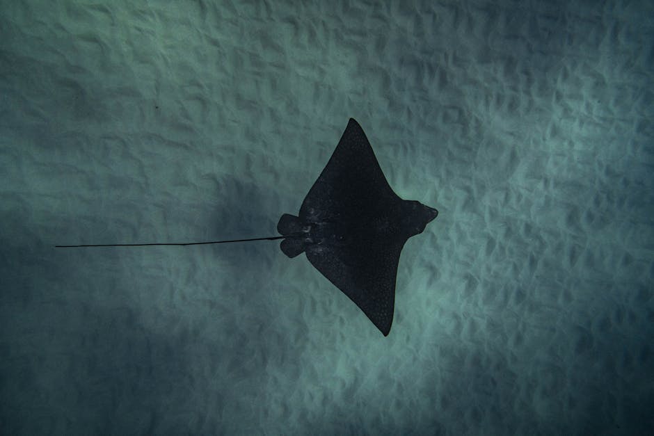 pexels-photo-31740990-31740990 A majestic eagle ray swimming gracefully in the clear Hawaiian waters.