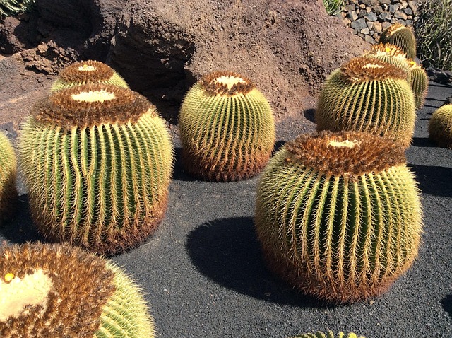 cactus, lanzarote, canaries