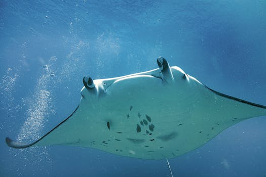 Stunning underwater photograph of a giant manta ray swimming gracefully through the ocean depths.