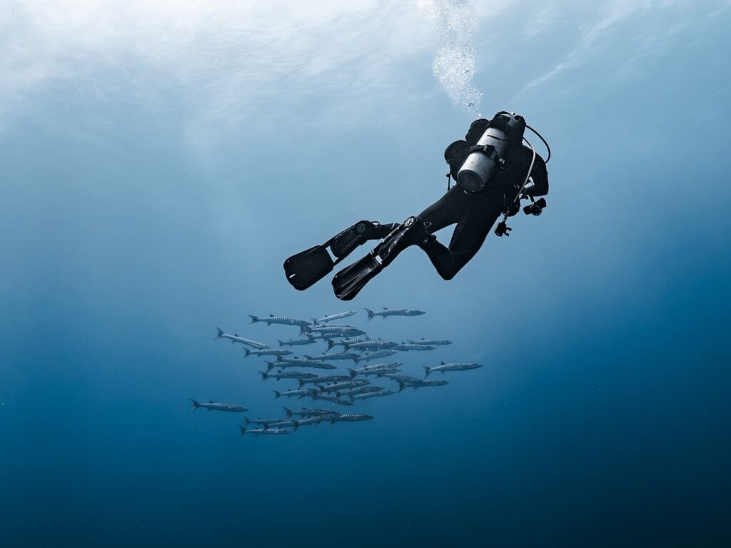 diver, barracuda, school of fish, diving, predator, red sea, nature, underwater, water, blue, animal, underwater photography, deep sea, hobby, adventure, scuba diving, exploration, silent, leisure